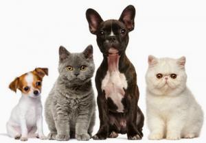 Imagem contendo quatro animais, dois gatos e dois cachorros.